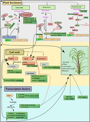 Genetic Determinants of Biomass in C4 Crops: Molecular and Agronomic Approaches to Increase Biomass for Biofuels